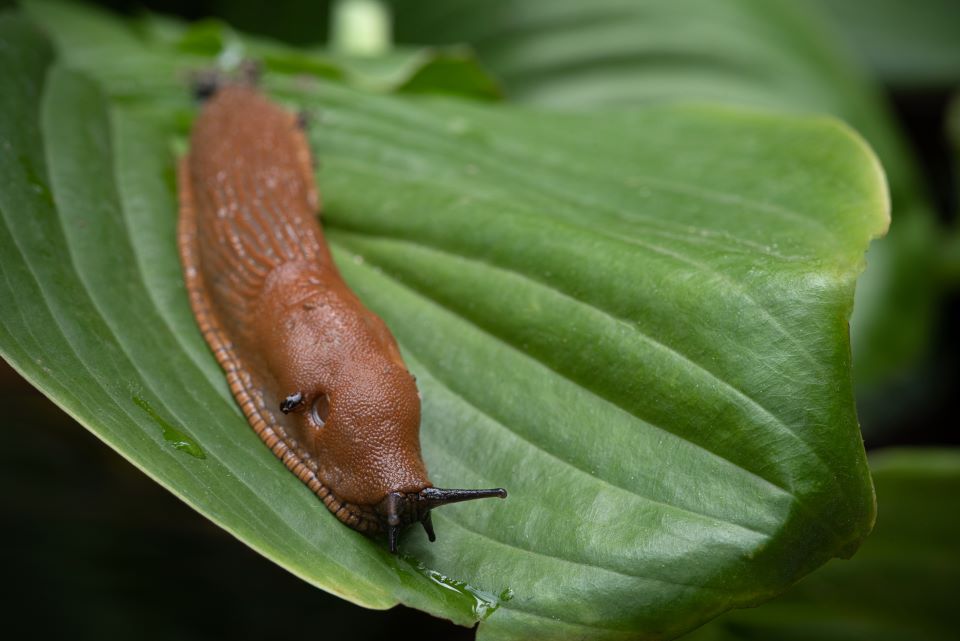 Limace rouge Arion rufus rampant sur une feuille dans un jardin