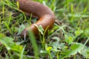 Limace brune rampant dans de l’herbe fraîche après la pluie