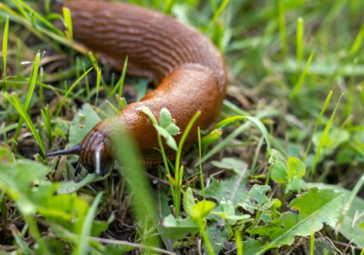 Limace brune rampant dans de l’herbe fraîche après la pluie