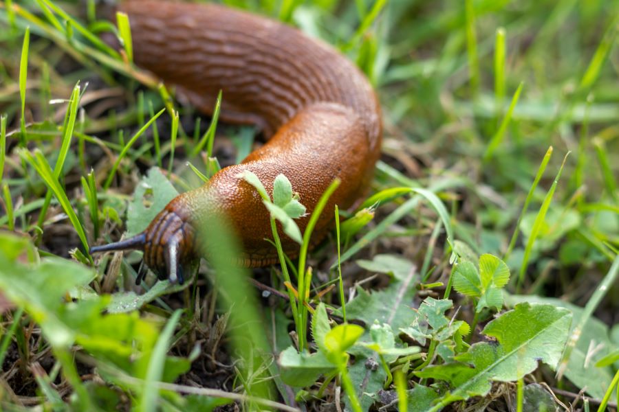 Limace brune rampant dans de l’herbe fraîche après la pluie