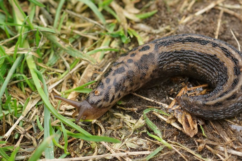 Une limace Limax maximus dans l'herbe
