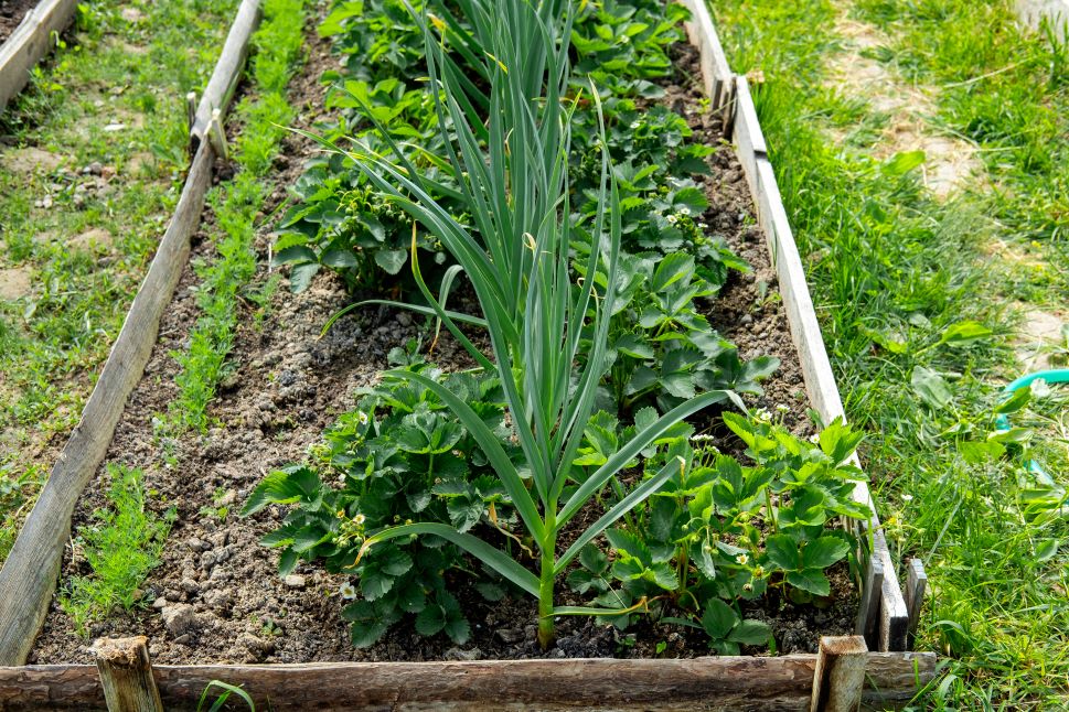Ligne de fraisiers bordée de plants d’ail dans un potager, méthode naturelle pour repousser les limaces