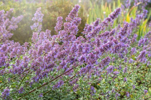 Fleurs de nepeta bleu lavande en épis, plante vivace aromatique appréciée pour son feuillage odorant et son attrait pour les pollinisateurs.