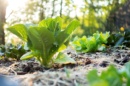 Paillage en foin étalé entre les rangs de légumes dans un potager naturel.