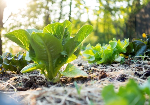 Paillage en foin étalé entre les rangs de légumes dans un potager naturel.