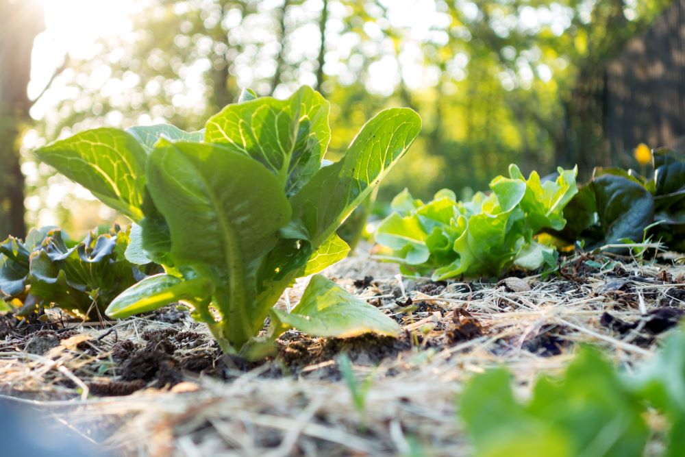 Paillage en foin étalé entre les rangs de légumes dans un potager naturel.