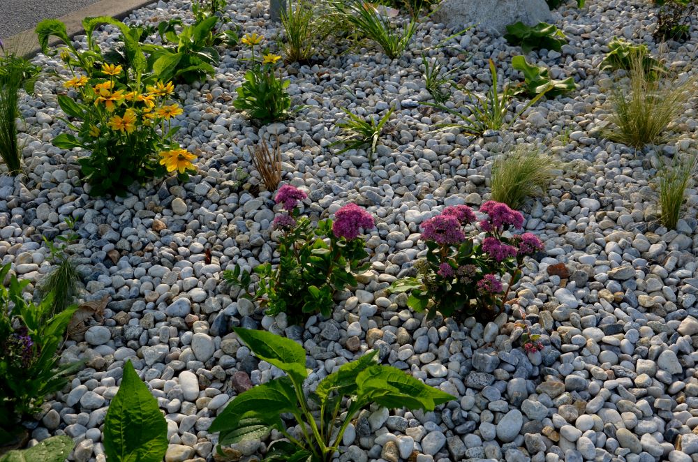 Paillage minéral en galets disposé autour de plantes ornementales.