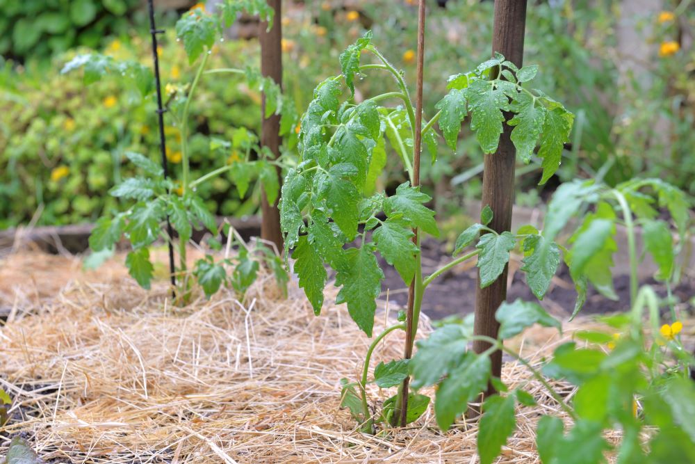 Paillage organique en foin étalé au pied de plants de légumes dans un potager