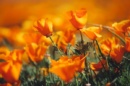Pavot de Californie en fleurs, plante annuelle aux pétales soyeux orange vif, formant de légers tapis colorés en plein soleil.