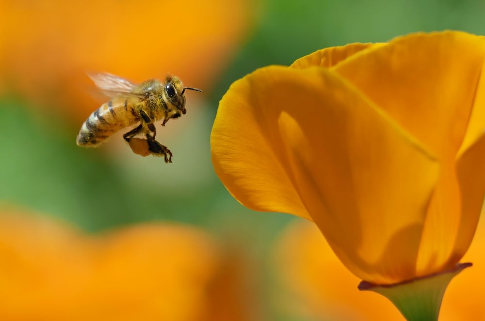 Photo d'un pavot de californie se faisant butiner par une abeille.
