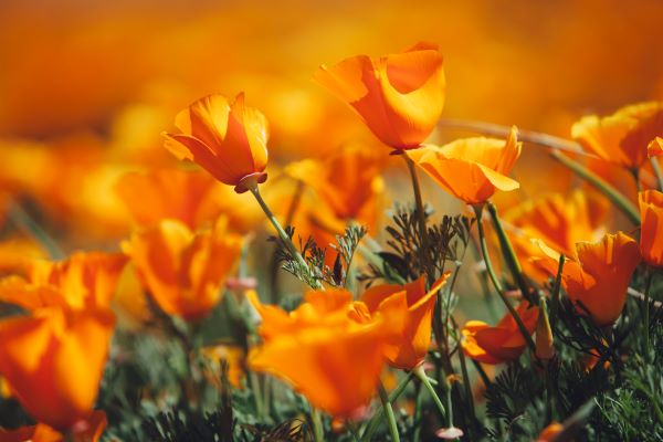 Pavot de Californie en fleurs, plante annuelle aux pétales soyeux orange vif, formant de légers tapis colorés en plein soleil.