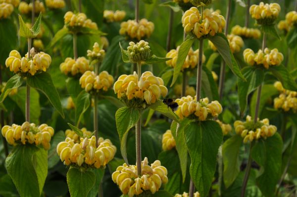 Phlomis fruticosa en fleurs, arbuste méditerranéen aux épis jaunes et au feuillage duveteux gris-vert, résistant à la sécheresse.