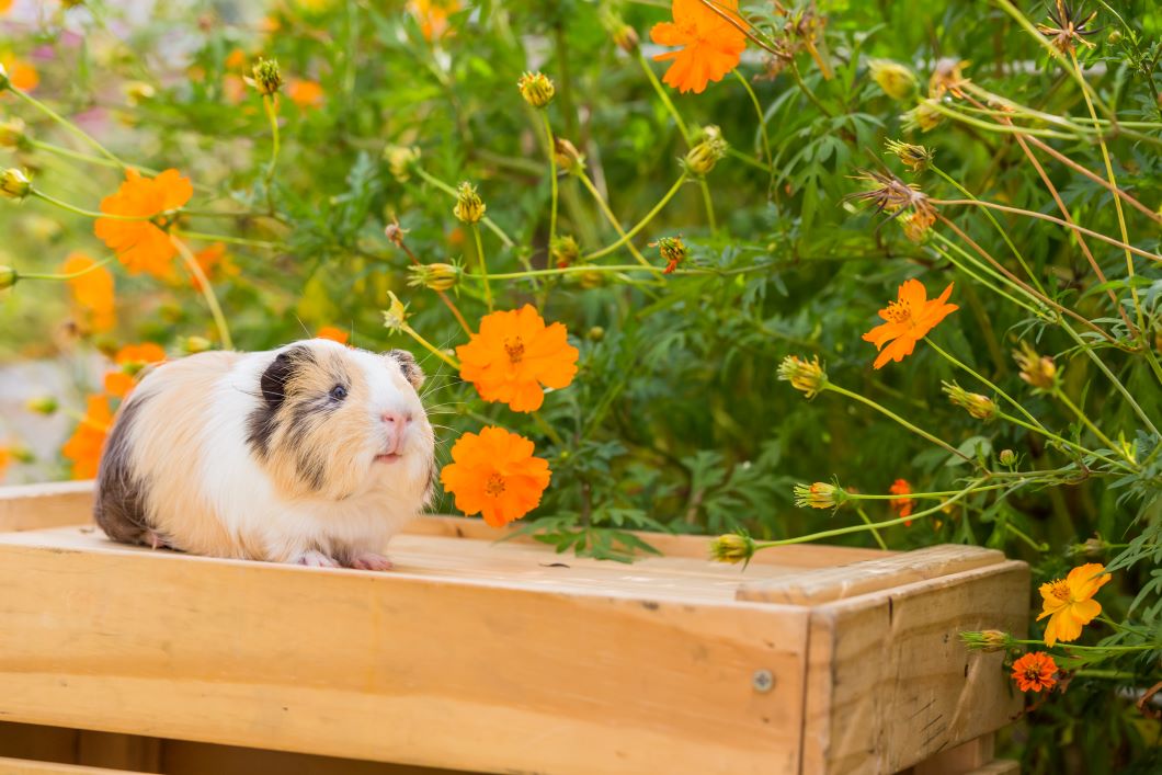 Petit cochon d’Inde reniflant des fleurs dans un jardin printanier.