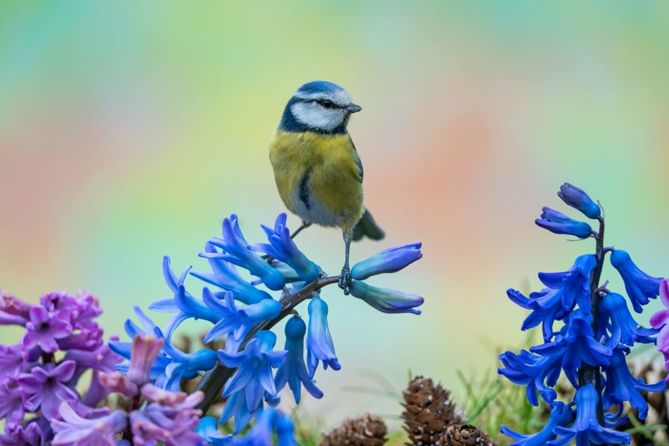 Petite mésange bleue posée sur une branche entourée de fleurs printanières.