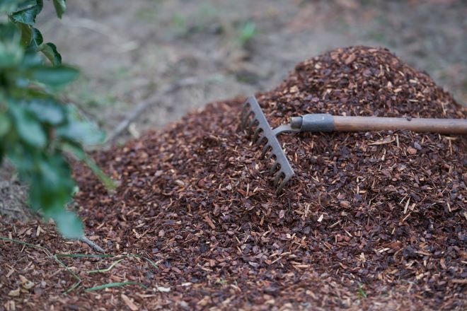 Copeaux de bois utilisés comme paillage pour conserver l’humidité et limiter les mauvaises herbes.