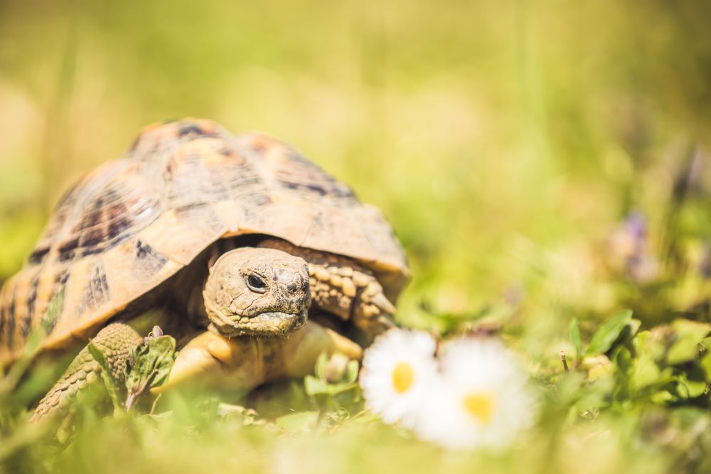 Tortue terrestre à côté d’une paquerette blanche dans l’herbe.