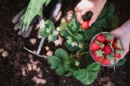 Récolte de fraises au jardin