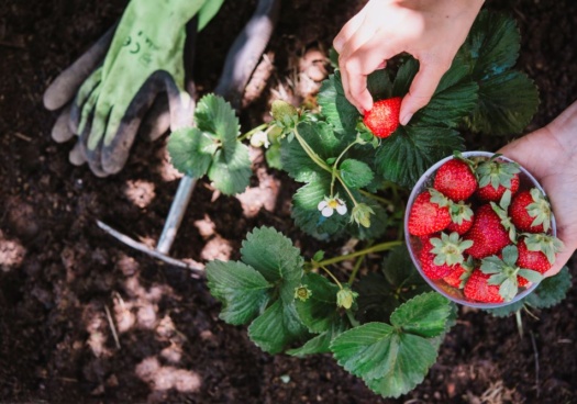 Récolte de fraises au jardin
