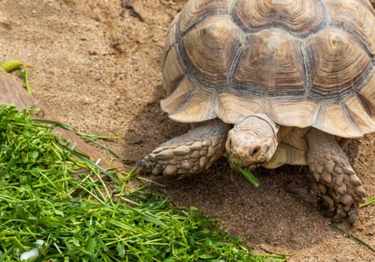 Une tortue de jardin mange une feuille verte posée sur l'herbe.