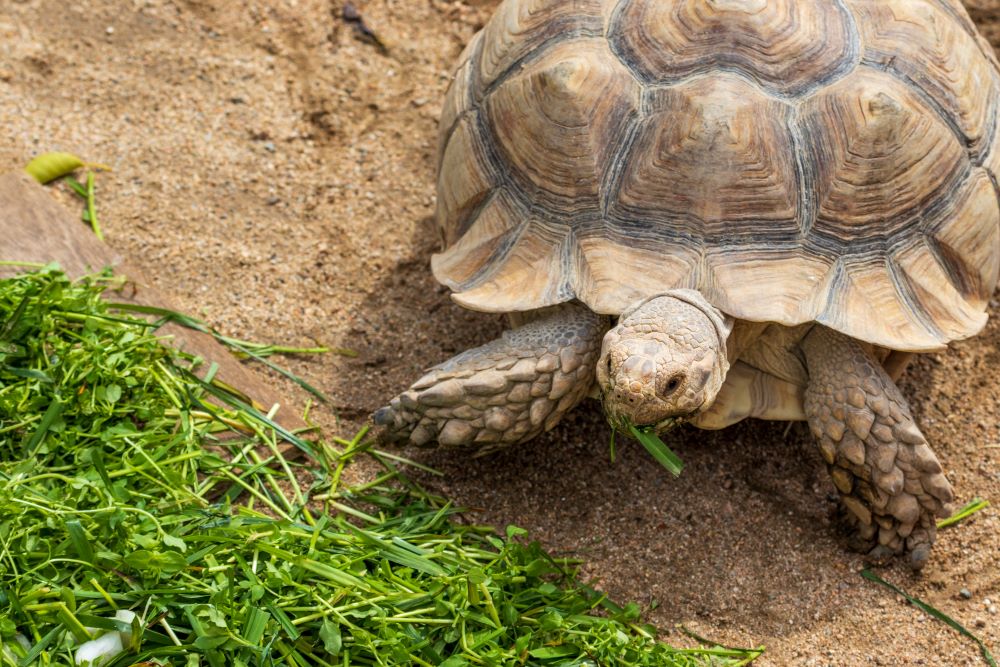 Une tortue de jardin mange une feuille verte posée sur l'herbe.