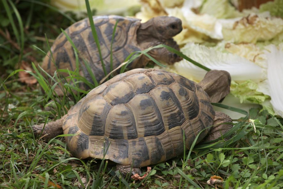 Deux tortues de jardin marchent lentement sur l'herbe dans un jardin ensoleillé, entourées de plantes vertes.