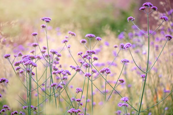 Verveine en fleurs, plante aromatique aux petites fleurs violettes et au feuillage vert citronné, appréciée en infusion pour ses vertus apaisantes.