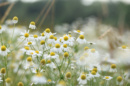Gros plan sur des fleurs de camomille fraîche avec leurs pétales blancs délicats et centres jaunes lumineux, entourées de feuilles vertes.