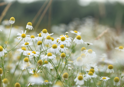 Gros plan sur des fleurs de camomille fraîche avec leurs pétales blancs délicats et centres jaunes lumineux, entourées de feuilles vertes.