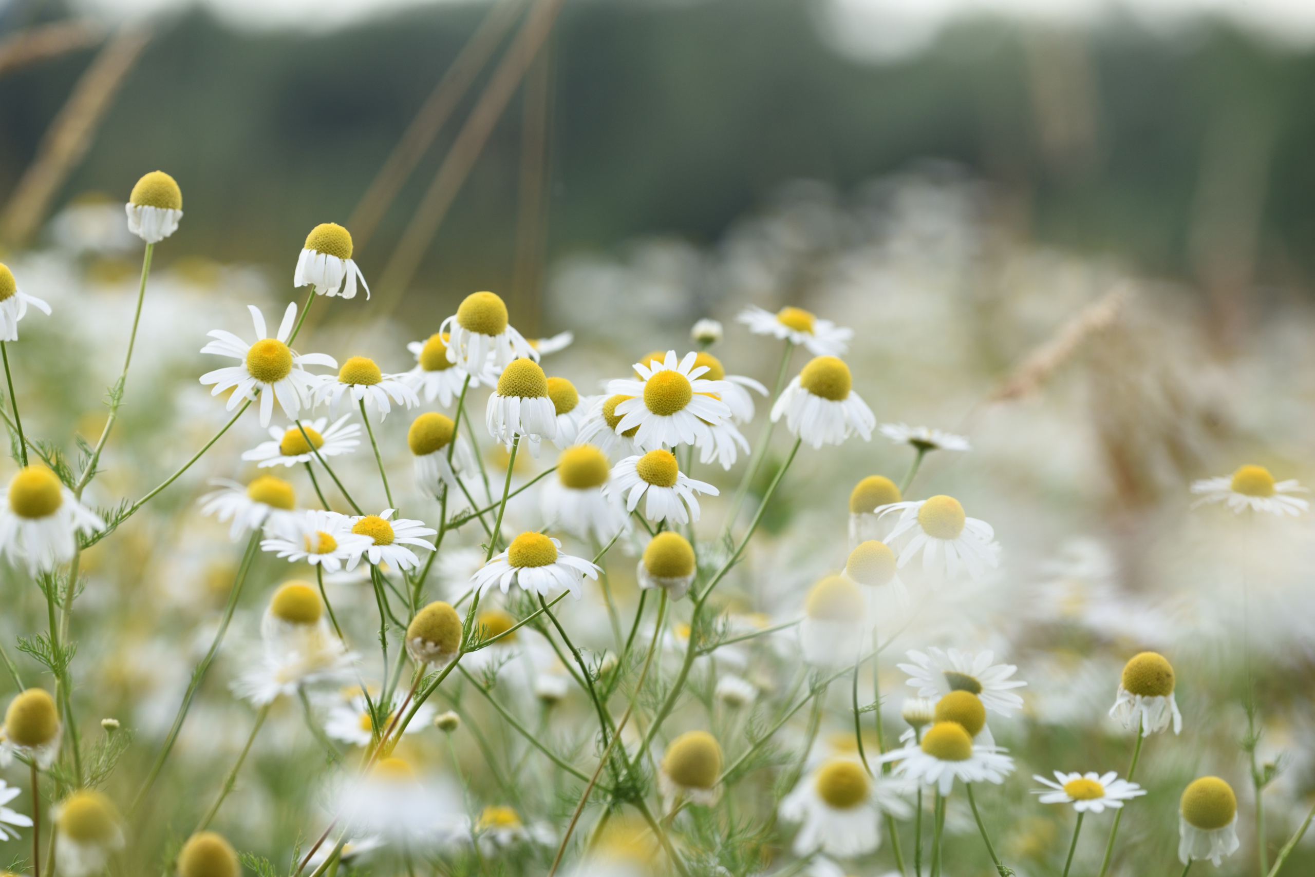 Gros plan sur des fleurs de camomille fraîche avec leurs pétales blancs délicats et centres jaunes lumineux, entourées de feuilles vertes.