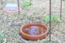 Oyas en terre cuite enterrée dans un potager