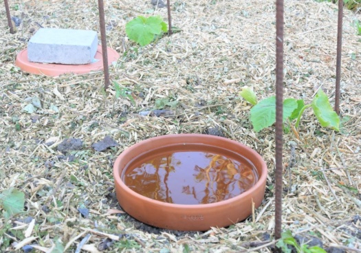 Oyas en terre cuite enterrée dans un potager