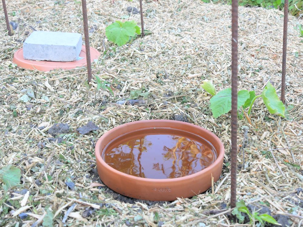 Oyas en terre cuite enterrée dans un potager