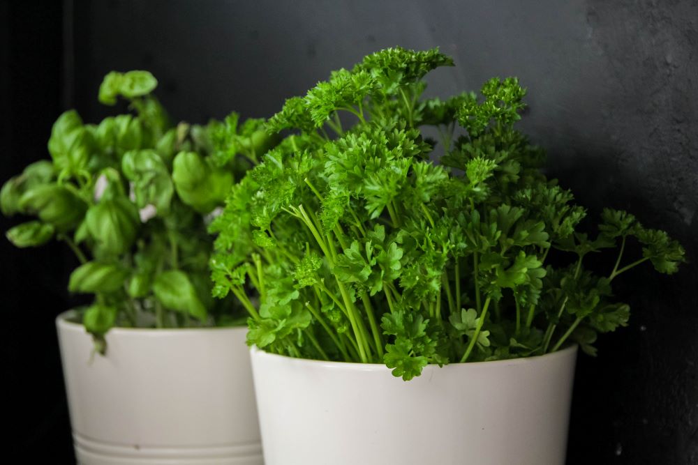 Photo d'un bouquet de persil en pot.