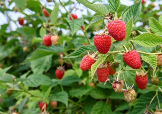 Gros plan sur un framboisier produisant des framboises.