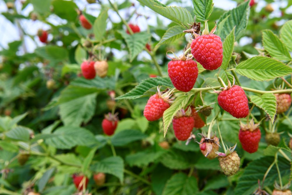 Gros plan sur un framboisier produisant des framboises.