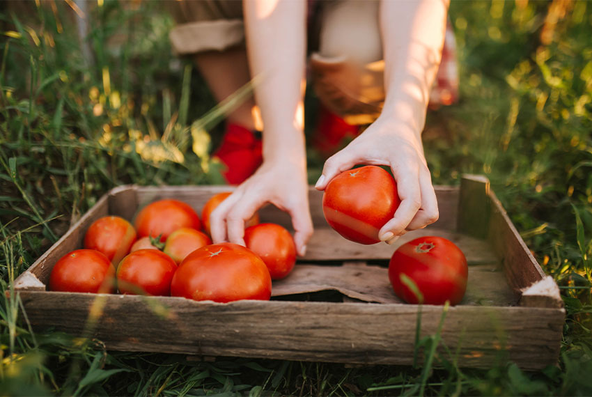 Jardin d'été : conseils et inspirations pour ne rien oublier.
