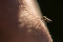 Photo d'un moustique sur de la peau