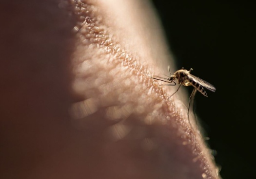 Photo d'un moustique sur de la peau