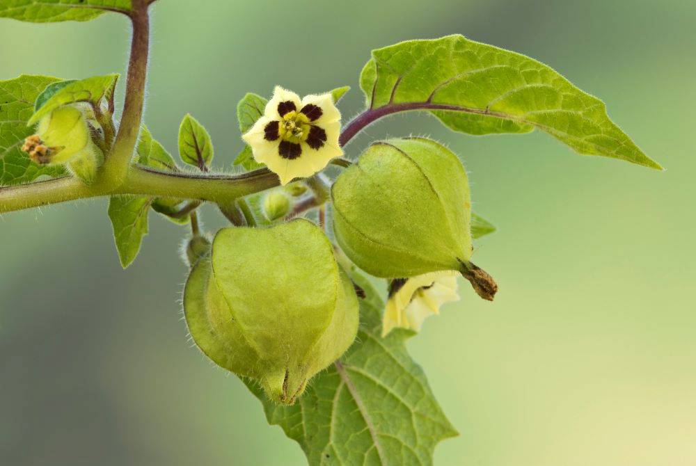 Photo d'un Physalis pruinosa pas mûre encore accroché à un arbre.