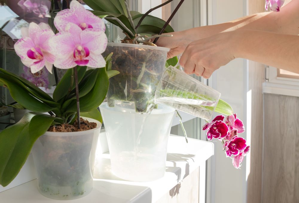 Photo d'un arrosage d'orchidée par méthode de bain ou de trempage.