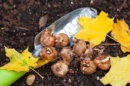 Photo de bulbes à planter en automne posés sur la terre du potager.