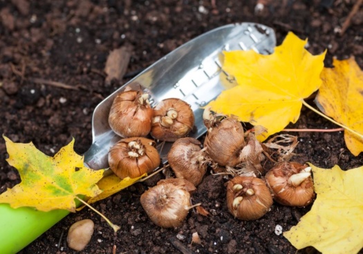 Photo de bulbes à planter en automne posés sur la terre du potager.