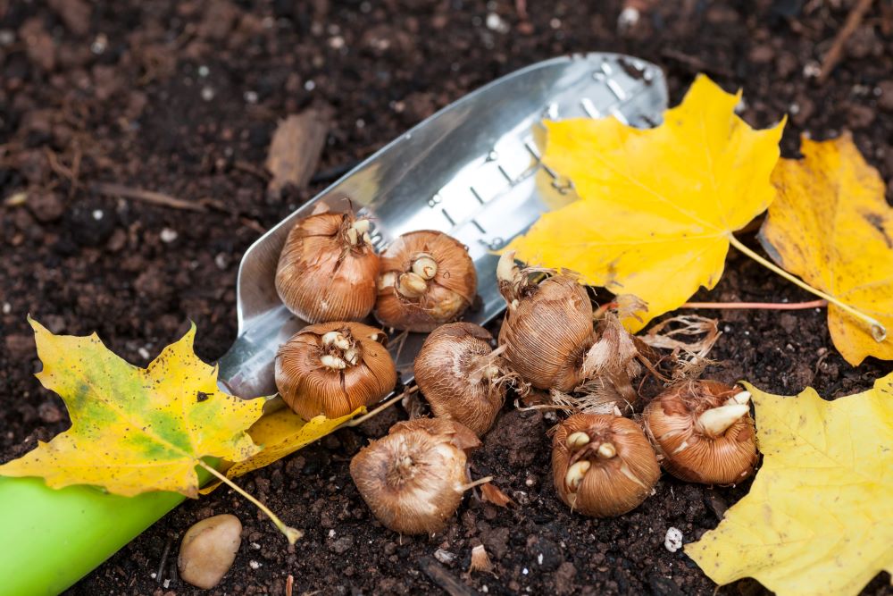 Photo de bulbes à planter en automne posés sur la terre du potager.