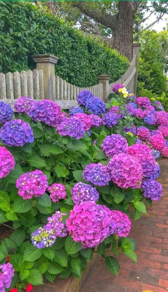 hortensias.jpg