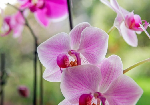 Photo d'une orchidée rose fleurie