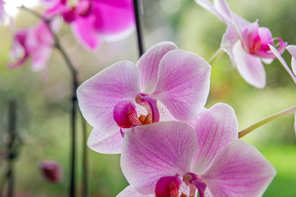 Photo d'une orchidée rose fleurie