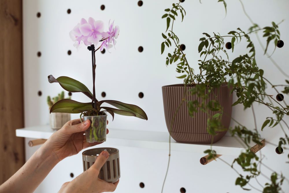 Photo d'une orchidée dans un pot en plastique transparent;