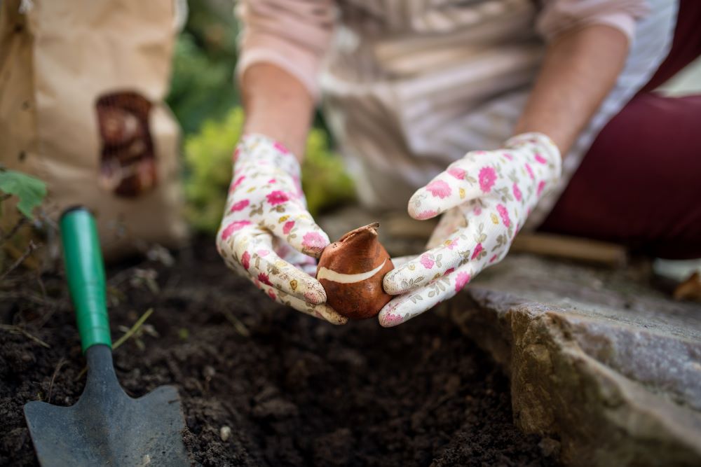 Mains gantées planter un bulbe de tulipe.