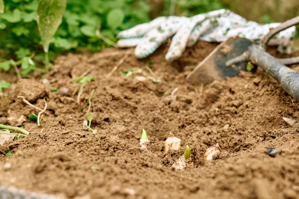 Photo représentant une plantation de bulbes au potager.
