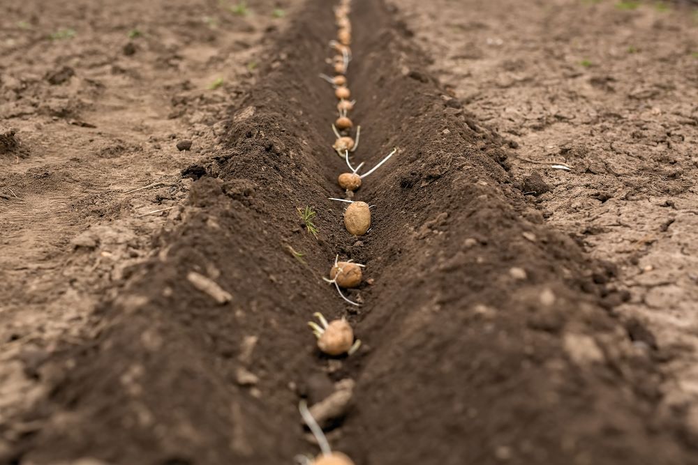 Plantation de pommes de terre au potager